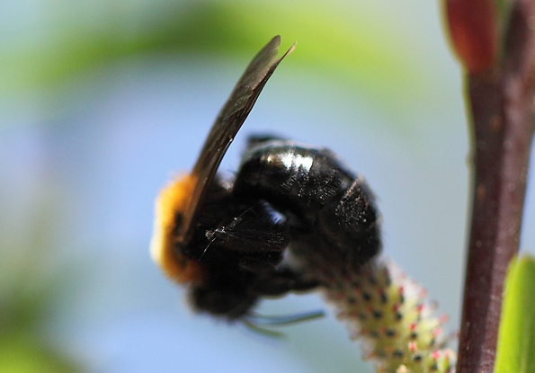 Andrena thoracica?